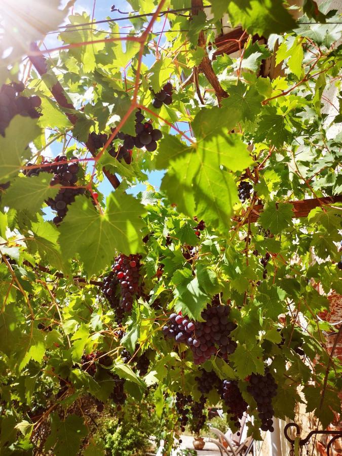 Domaine Des Jammetous - Hotel And Yoga Retreat Center La Magdelaine-Sur-Tarn エクステリア 写真